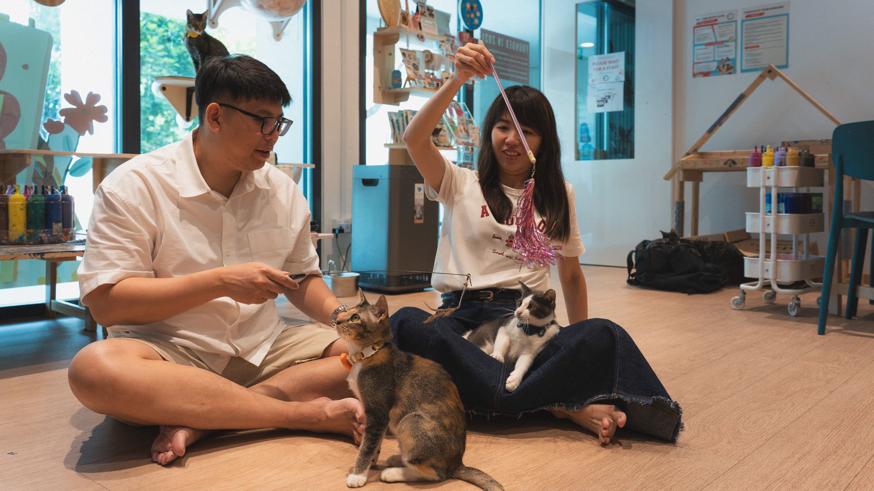 Playing with a cat using a feather wand